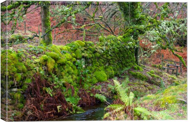 Moss covered stone wall at Tarn Hows, Lake Distric Canvas Print by Louise Heusinkveld