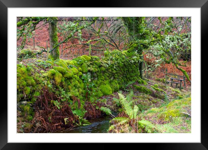Moss covered stone wall at Tarn Hows, Lake Distric Framed Mounted Print by Louise Heusinkveld