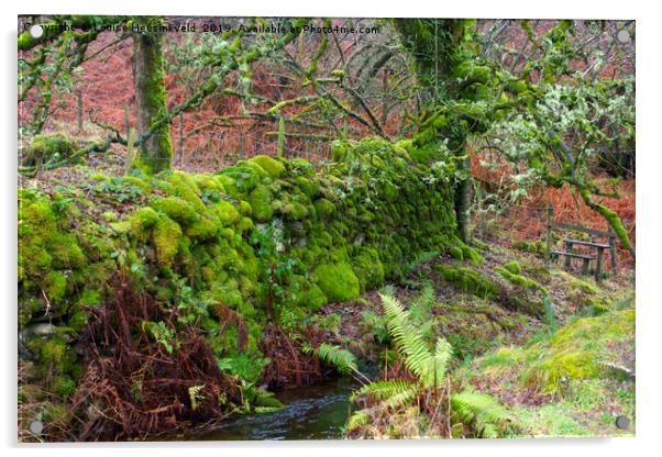 Moss covered stone wall at Tarn Hows, Lake Distric Acrylic by Louise Heusinkveld