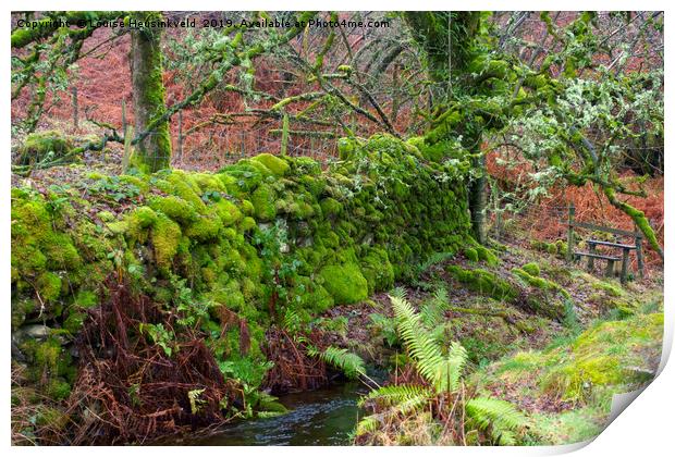 Moss covered stone wall at Tarn Hows, Lake Distric Print by Louise Heusinkveld