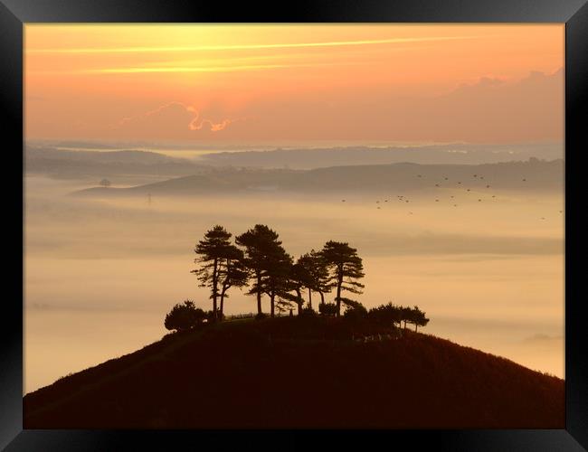 Colmer's Pines Framed Print by David Neighbour