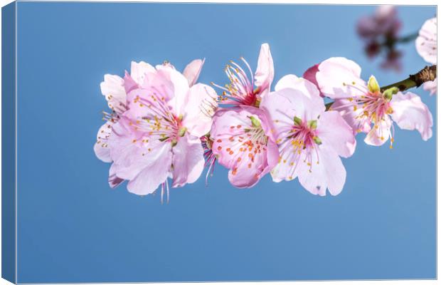 Sakura Japanese cherry blossom Canvas Print by Ankor Light