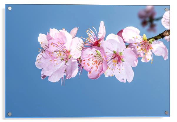 Sakura Japanese cherry blossom Acrylic by Ankor Light