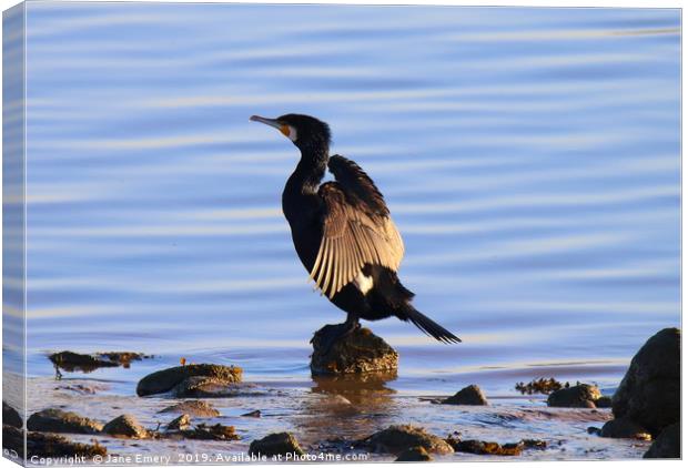 Cormorant at the ebbing tide Canvas Print by Jane Emery