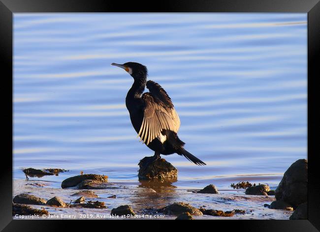 Cormorant at the ebbing tide Framed Print by Jane Emery
