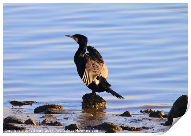 Cormorant at the ebbing tide Print by Jane Emery