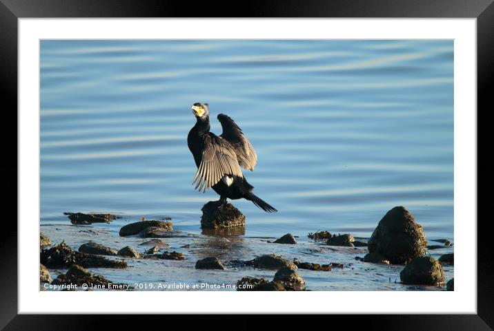 Cormorant at Low Tide Framed Mounted Print by Jane Emery
