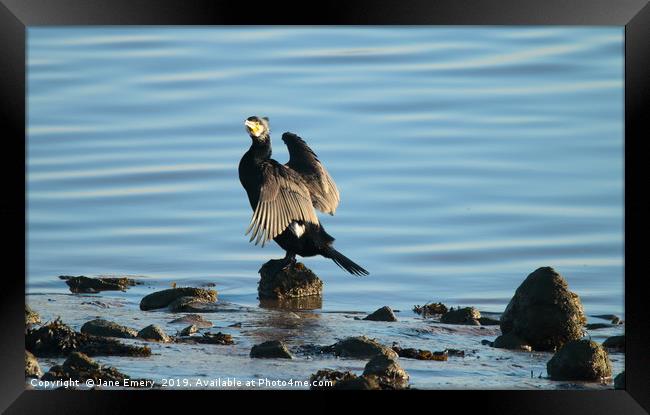 Cormorant at Low Tide Framed Print by Jane Emery