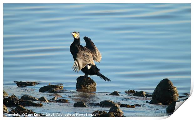 Cormorant at Low Tide Print by Jane Emery