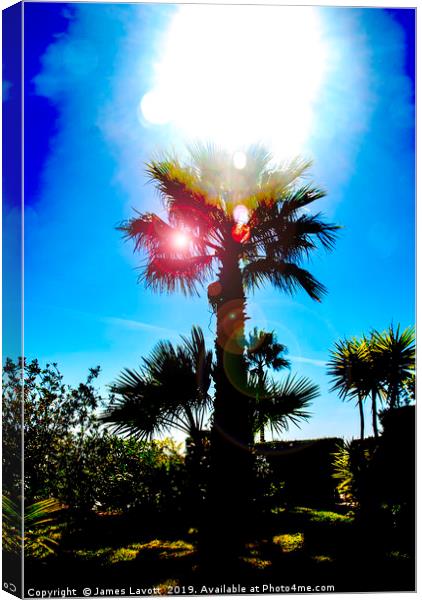 Sun Soaked Palm Canvas Print by James Lavott