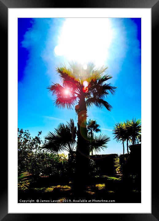 Sun Soaked Palm Framed Mounted Print by James Lavott