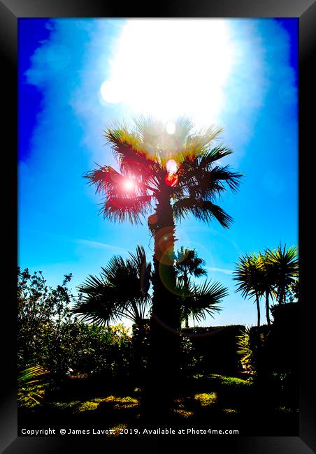 Sun Soaked Palm Framed Print by James Lavott