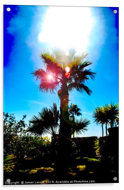 Sun Soaked Palm Acrylic by James Lavott