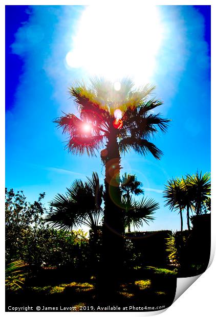 Sun Soaked Palm Print by James Lavott