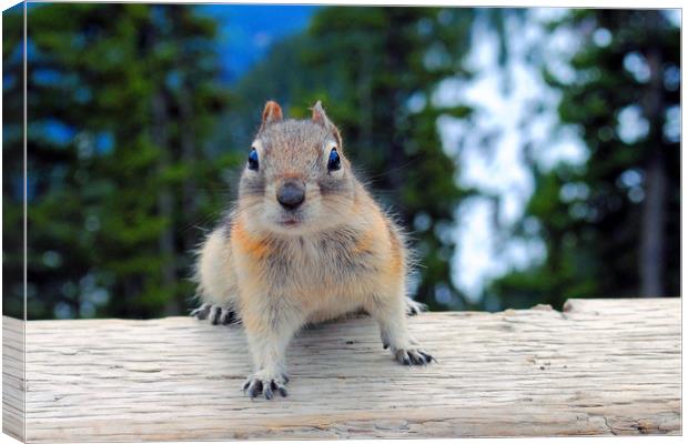 Chipmunk in Banff Alberta in Canada Canvas Print by Andy Evans Photos