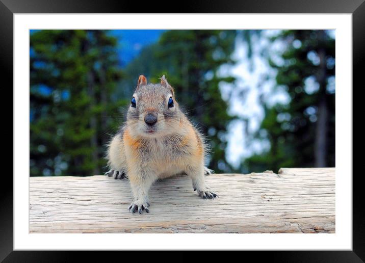 Chipmunk in Banff Alberta in Canada Framed Mounted Print by Andy Evans Photos