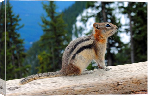 Playful Chipmunk in Banff Canvas Print by Andy Evans Photos