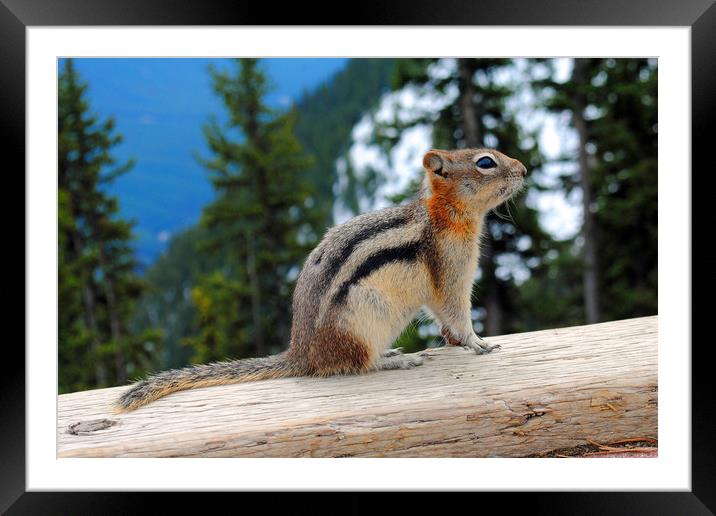 Playful Chipmunk in Banff Framed Mounted Print by Andy Evans Photos