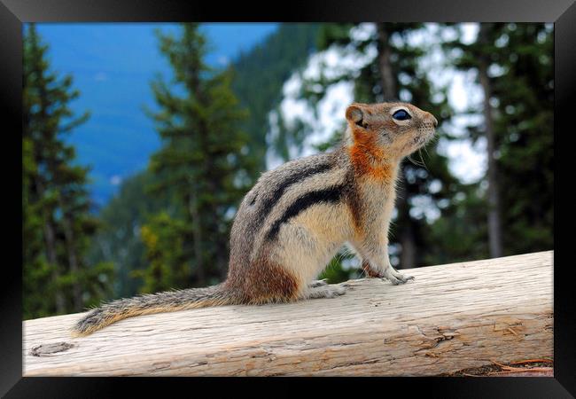 Playful Chipmunk in Banff Framed Print by Andy Evans Photos