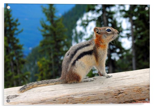 Playful Chipmunk in Banff Acrylic by Andy Evans Photos