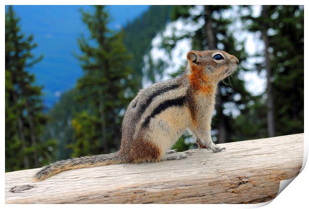 Playful Chipmunk in Banff Print by Andy Evans Photos