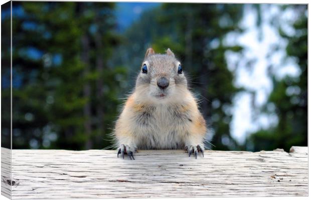 Chipmunk in Banff Alberta in Canada Canvas Print by Andy Evans Photos