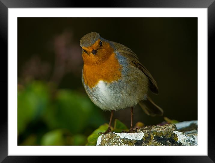 Mr Inquisitive Framed Mounted Print by Mark Robson