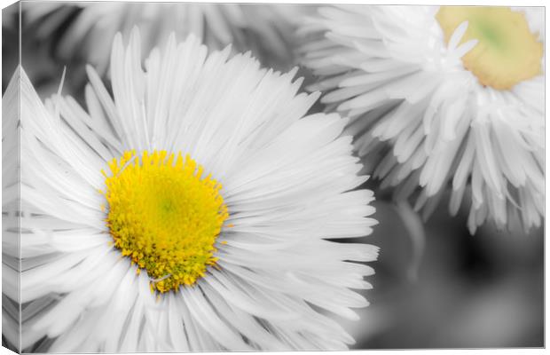 Yellow Daisy Abstract Print Canvas Print by Dave Denby