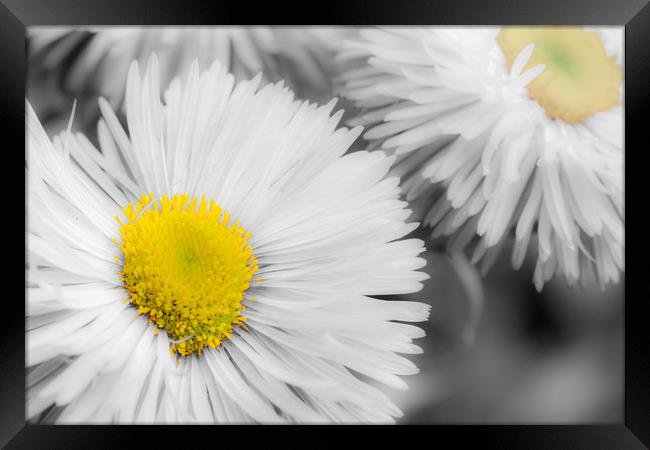 Yellow Daisy Abstract Print Framed Print by Dave Denby