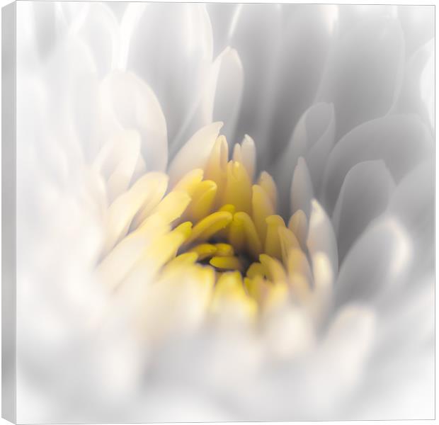 Daisy Close Up with Yellow Centre Canvas Print by Dave Denby