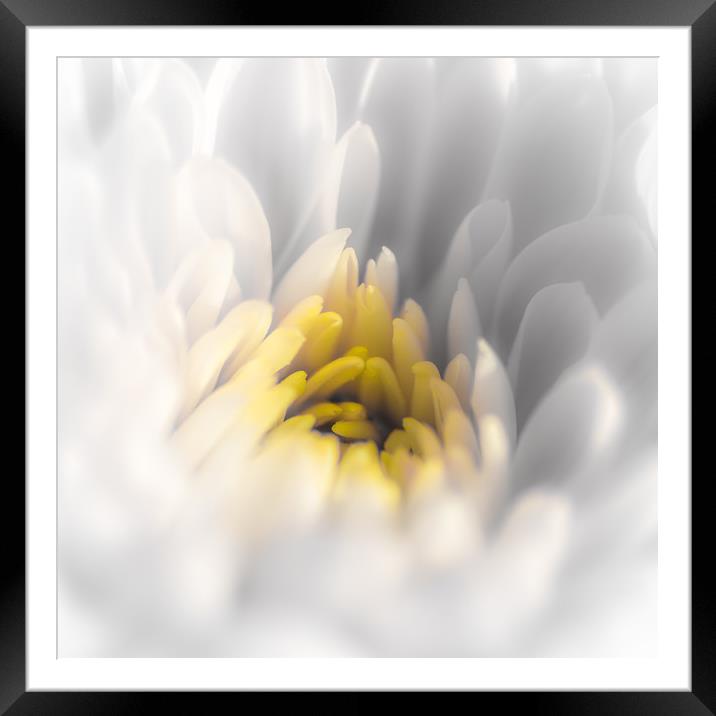 Daisy Close Up with Yellow Centre Framed Mounted Print by Dave Denby