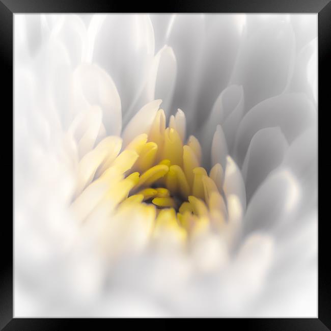 Daisy Close Up with Yellow Centre Framed Print by Dave Denby