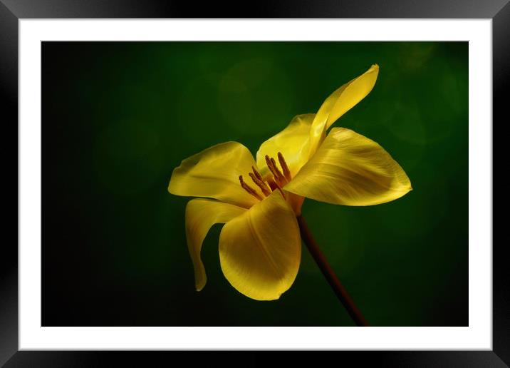 Yellow tulip Framed Mounted Print by JC studios LRPS ARPS
