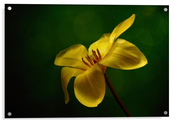 Yellow tulip Acrylic by JC studios LRPS ARPS