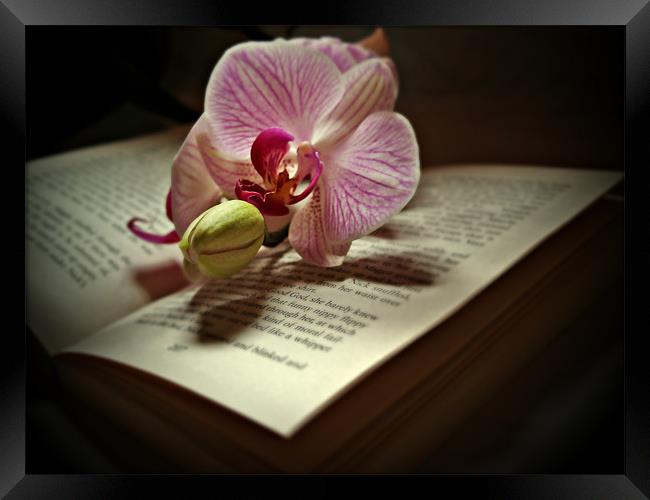 The Story Of An Orchid Framed Print by Aj’s Images