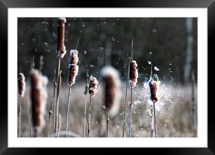 Blue Tit on Bulrushes Framed Mounted Print by Jim Jones