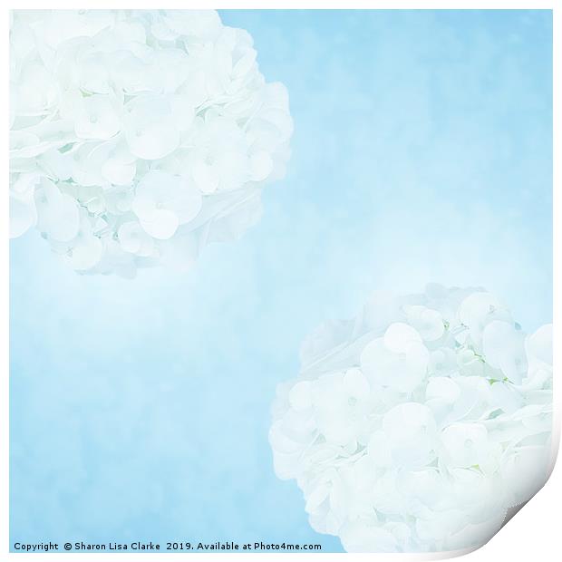 Cotton soft hydrangeas Print by Sharon Lisa Clarke