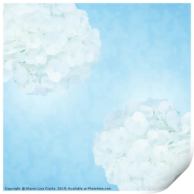Cotton soft hydrangeas 2 Print by Sharon Lisa Clarke