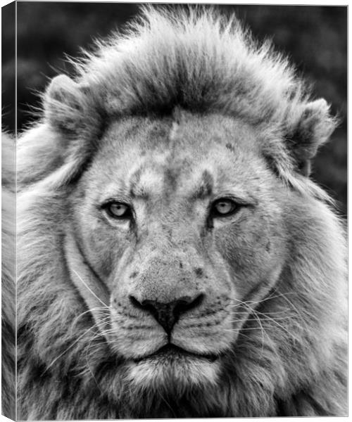 Male Lion Full Face Portrait  Canvas Print by Dave Denby