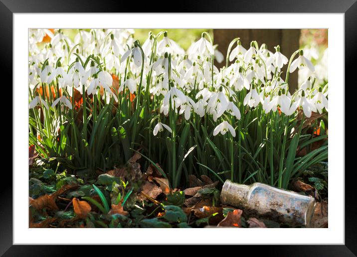 Wild snowdrops flowers and glass jar Framed Mounted Print by Simon Bratt LRPS