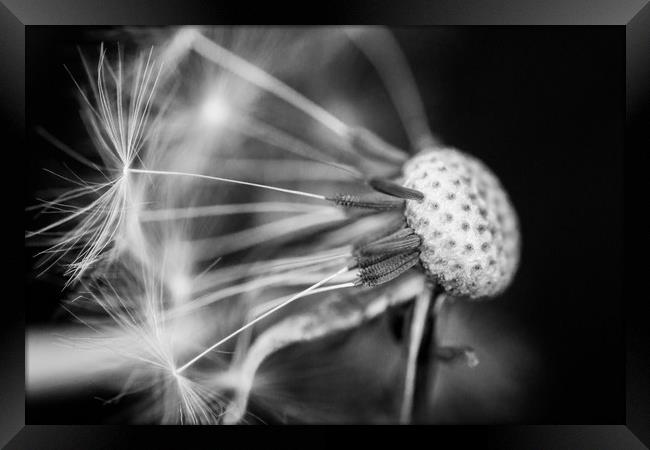 Dandelion Seed Head in Black and White Framed Print by Dave Denby