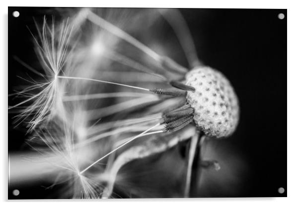 Dandelion Seed Head in Black and White Acrylic by Dave Denby