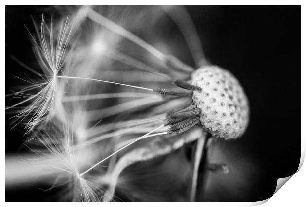Dandelion Seed Head in Black and White Print by Dave Denby