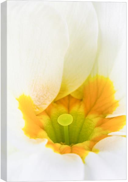 Close up of White & Yellow Primula Canvas Print by Dave Denby