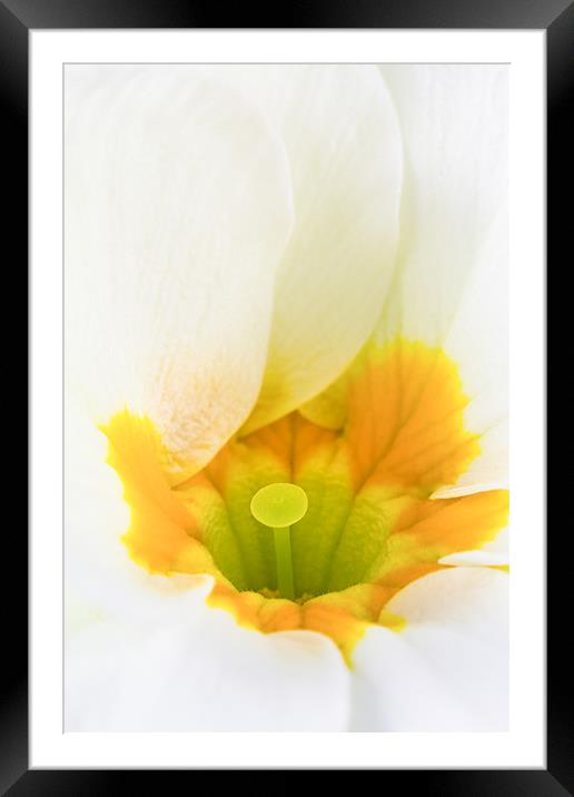 Close up of White & Yellow Primula Framed Mounted Print by Dave Denby