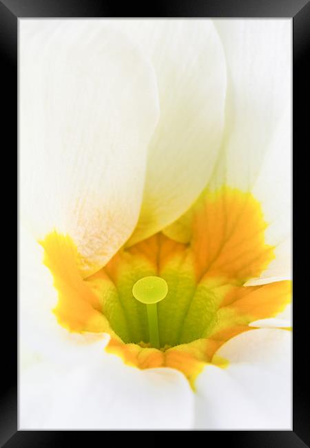 Close up of White & Yellow Primula Framed Print by Dave Denby