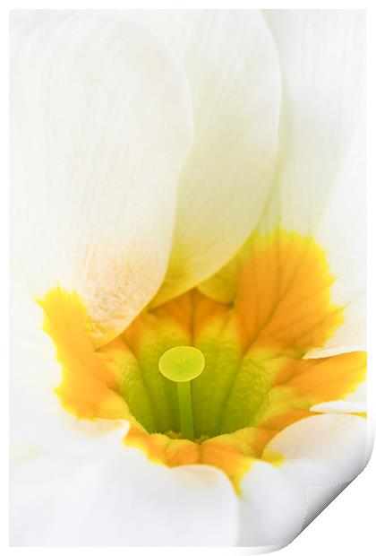 Close up of White & Yellow Primula Print by Dave Denby