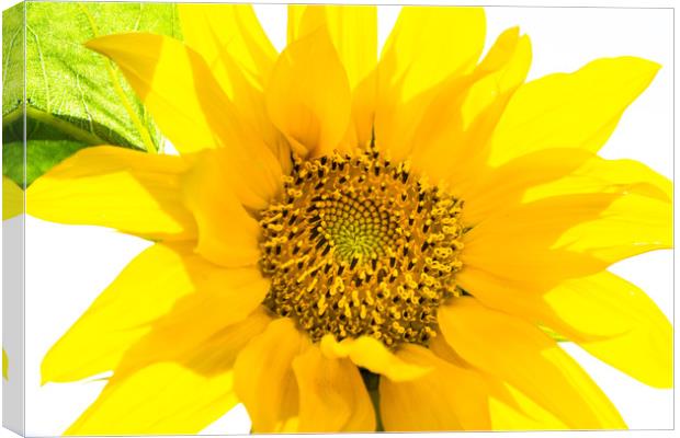 Yellow Sunflower basking in the summer sunlight Canvas Print by Dave Denby