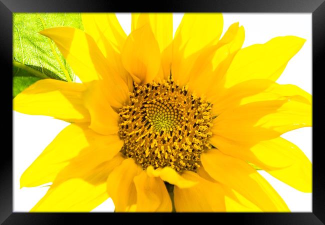 Yellow Sunflower basking in the summer sunlight Framed Print by Dave Denby