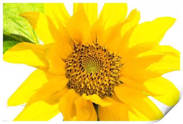 Yellow Sunflower basking in the summer sunlight Print by Dave Denby
